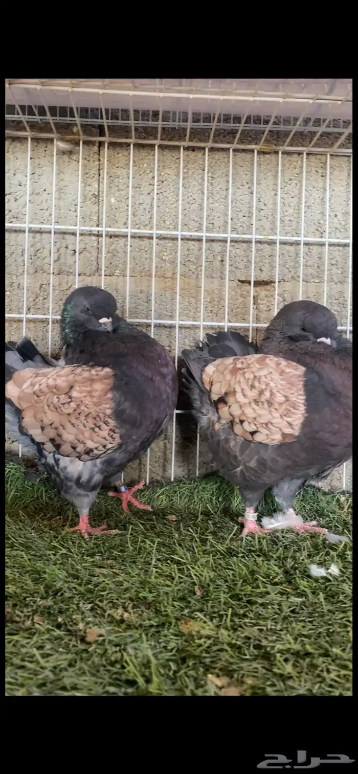 جوز كنق بلاك ارجنت فاااخر 2