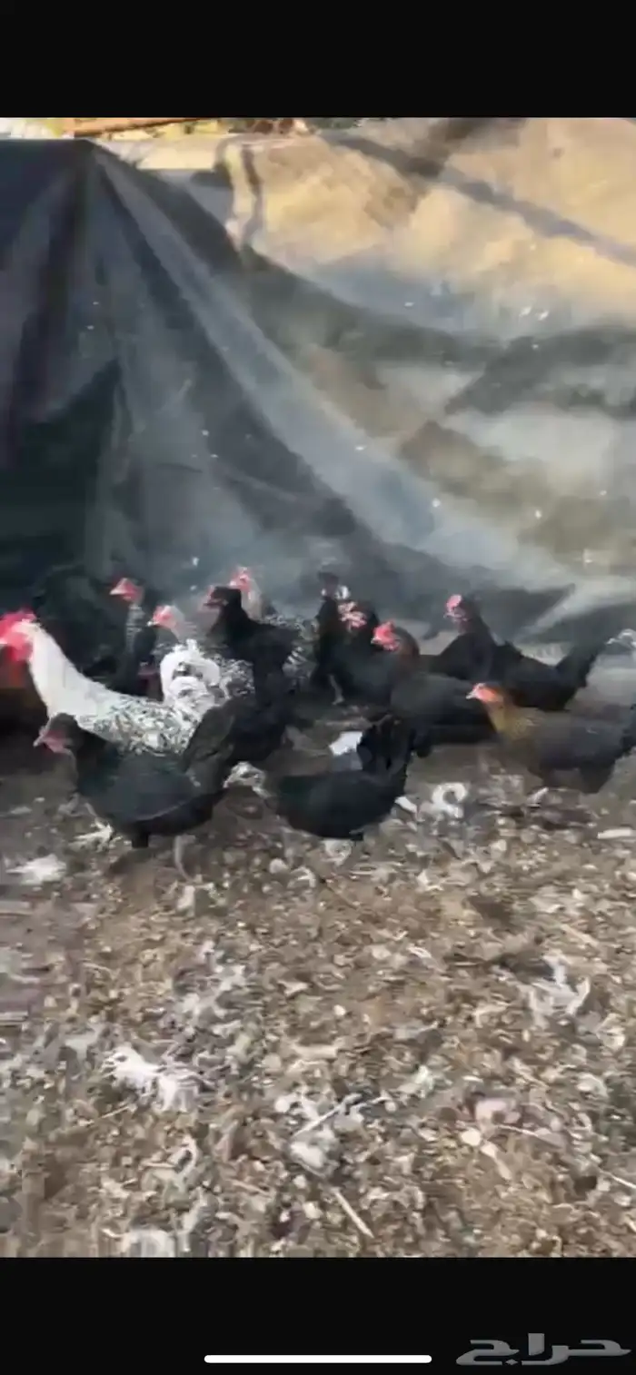 دجاج تم البيع 1