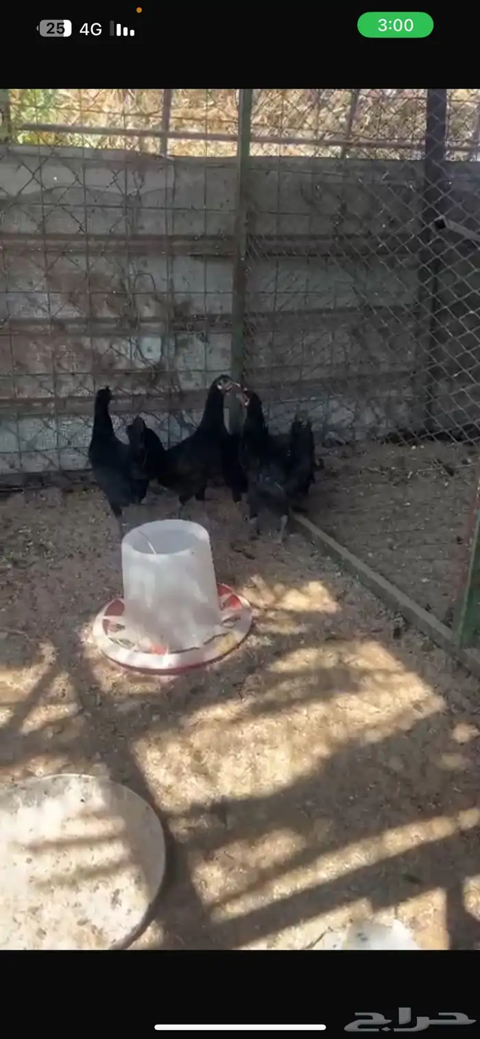 4 دجاج اسود صافي 7