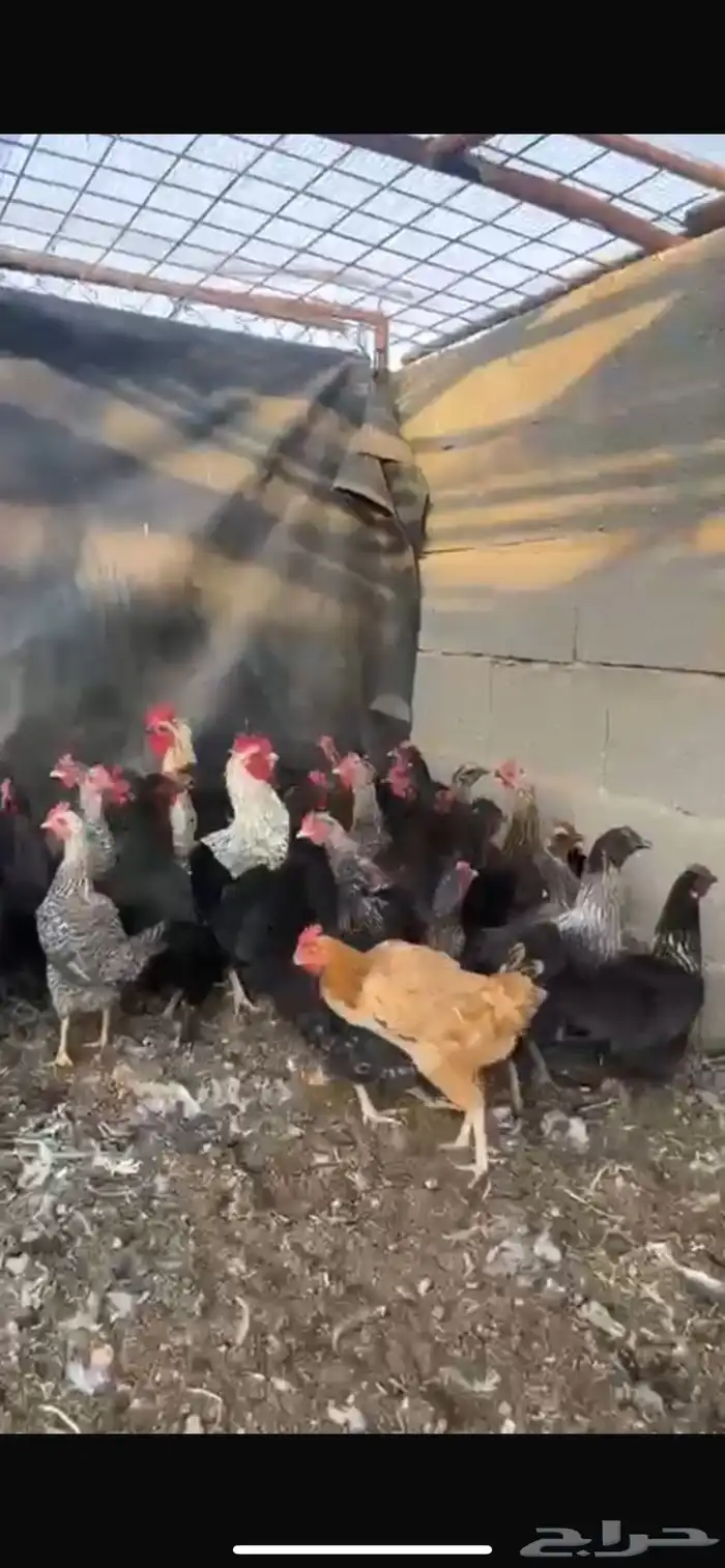 دجاج تم البيع 0