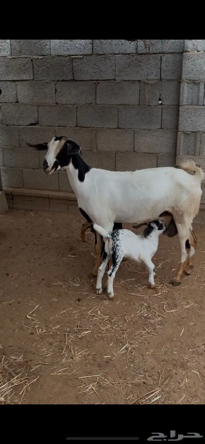 عنز فاخرة منتوج 1