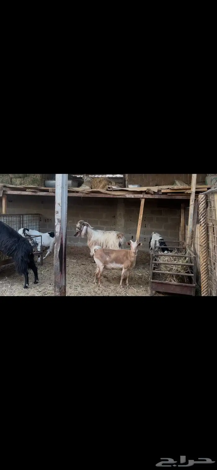 معزا عوارض بالفحل.. تم البيع 0