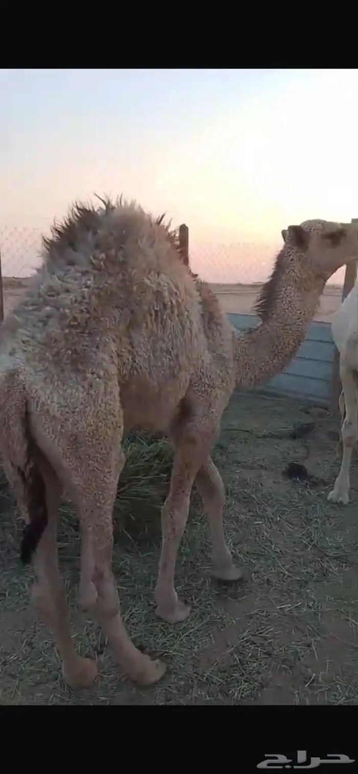 قعود للبيع 3