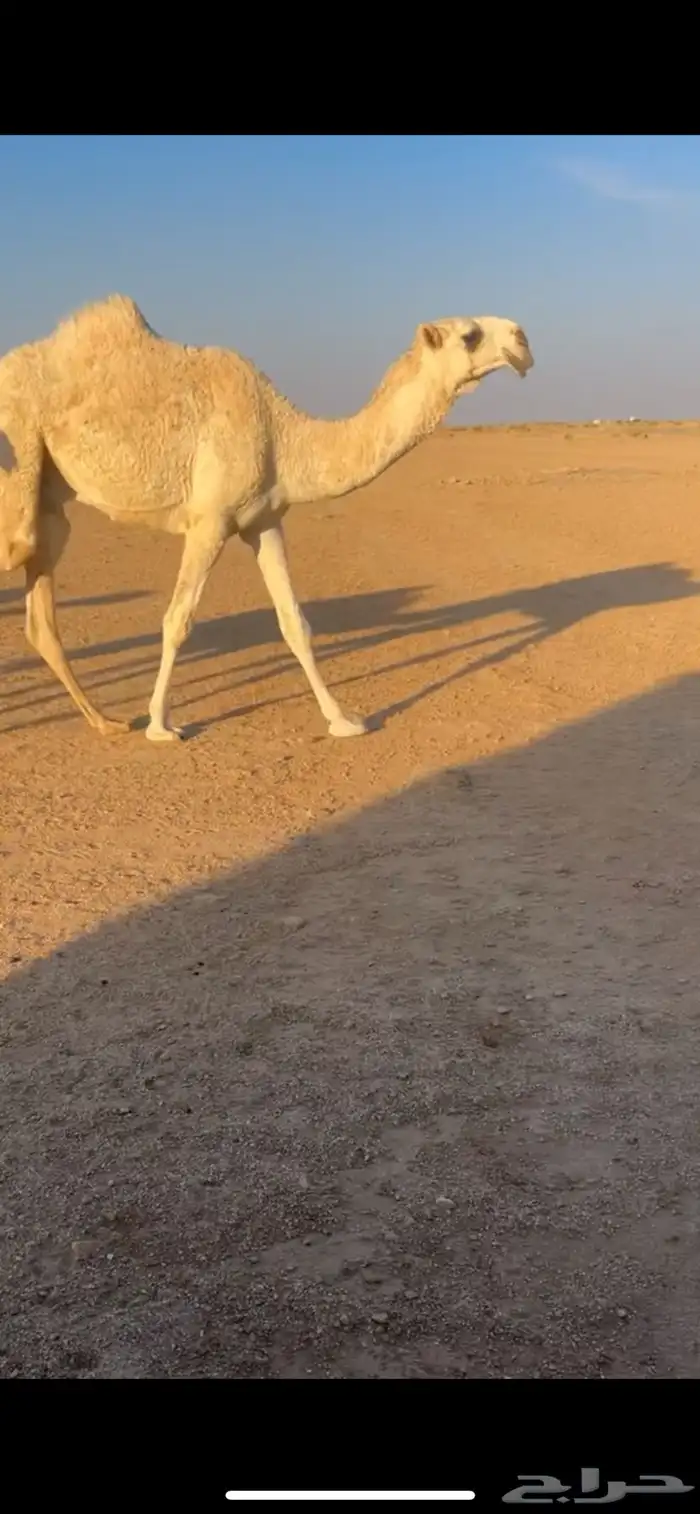 قعود حيسوني فردي 1