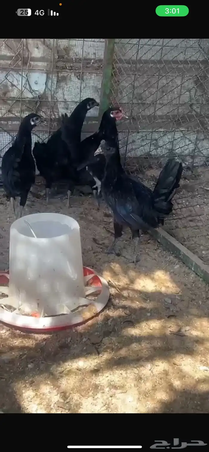 4 دجاج اسود صافي 0