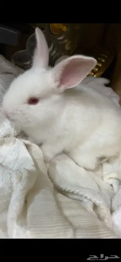 ارنب للتبني index