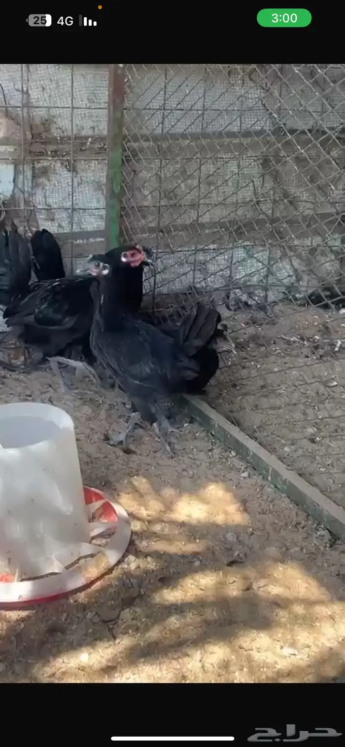 4 دجاج اسود صافي 1