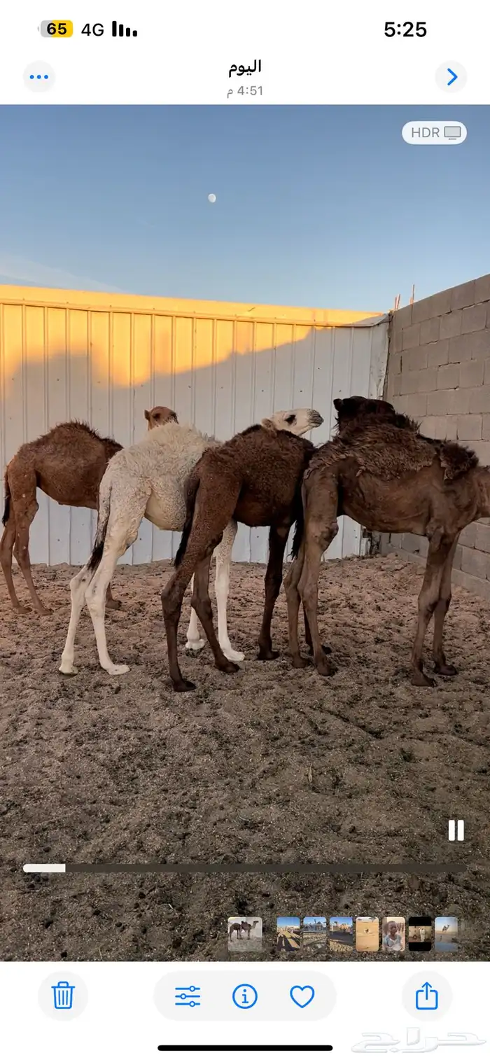 ثلاث قعدان وبكره 0