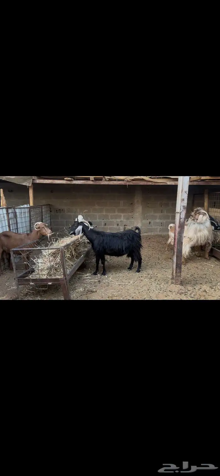 معزا عوارض بالفحل.. تم البيع 7