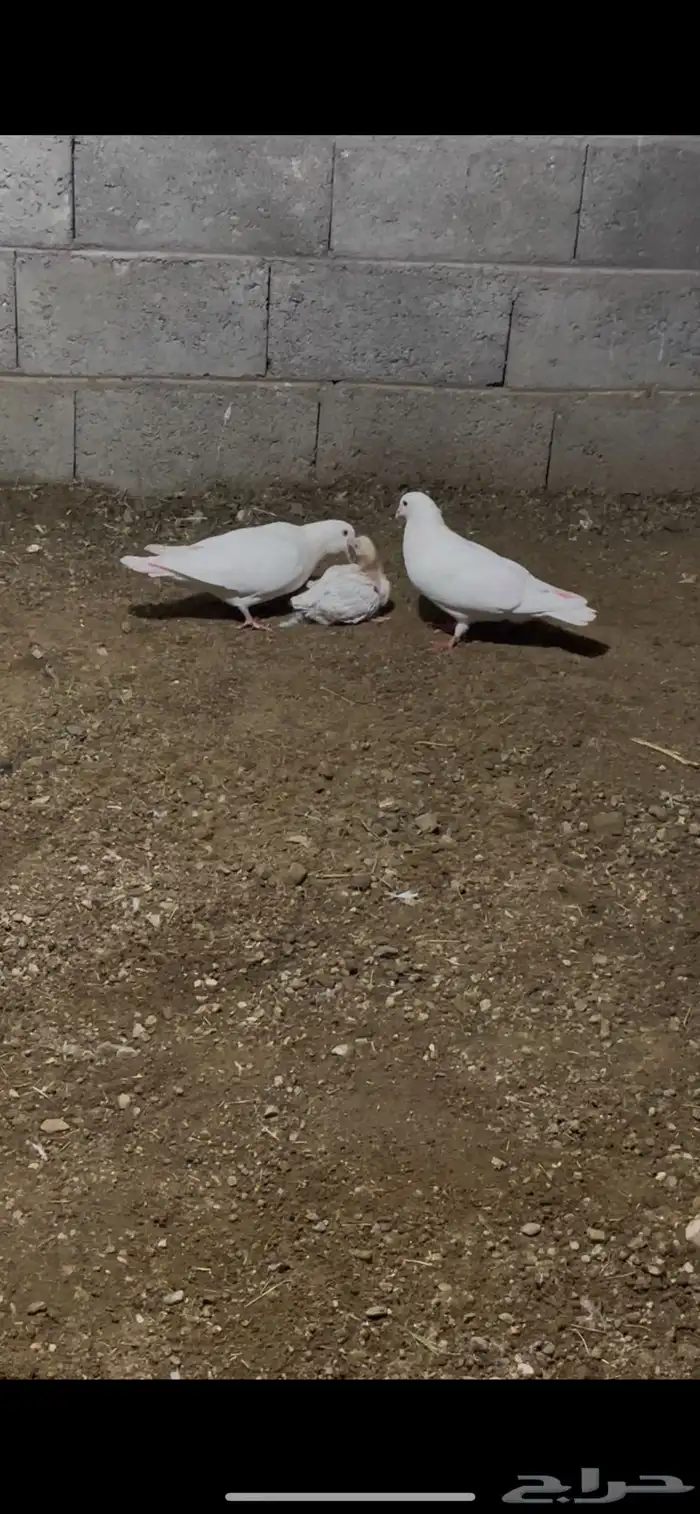 حمام صنعاني وجوز لاحم فرنسي 1