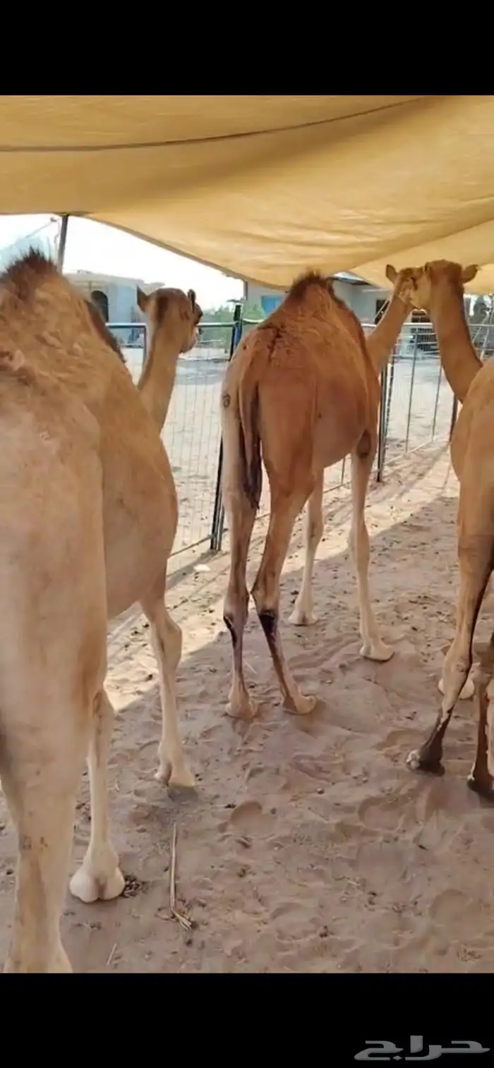 قعدان على شرط.. صحة وجودة وسلالة 4