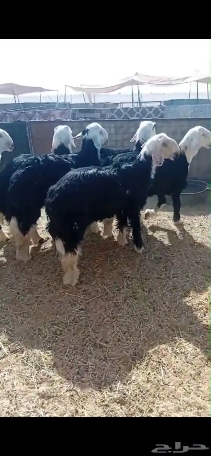 بهم نجد جبر تم البيع ليصلك كل جديد تابع الحساب 1