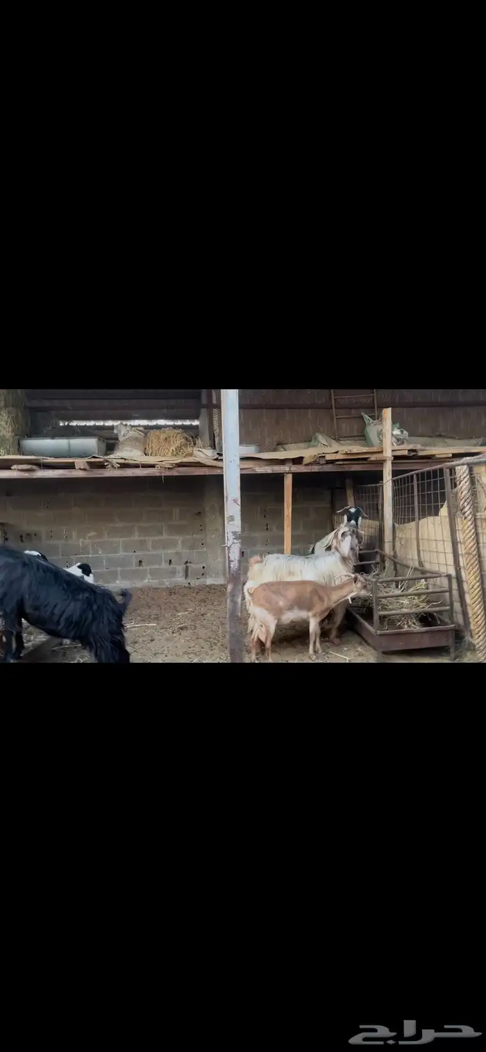 معزا عوارض بالفحل.. تم البيع 2