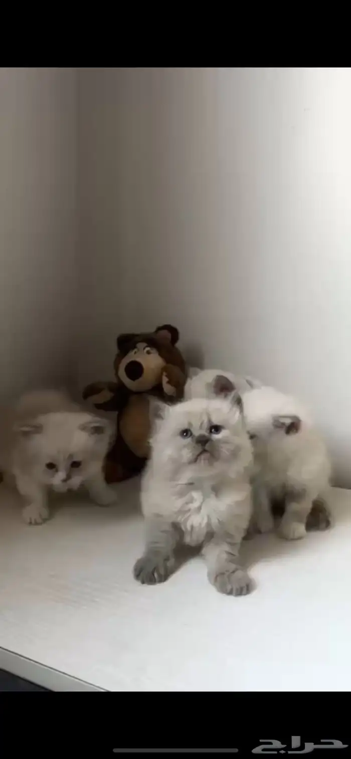 قطو العمر شهر النوع دراغون  هملايا 8