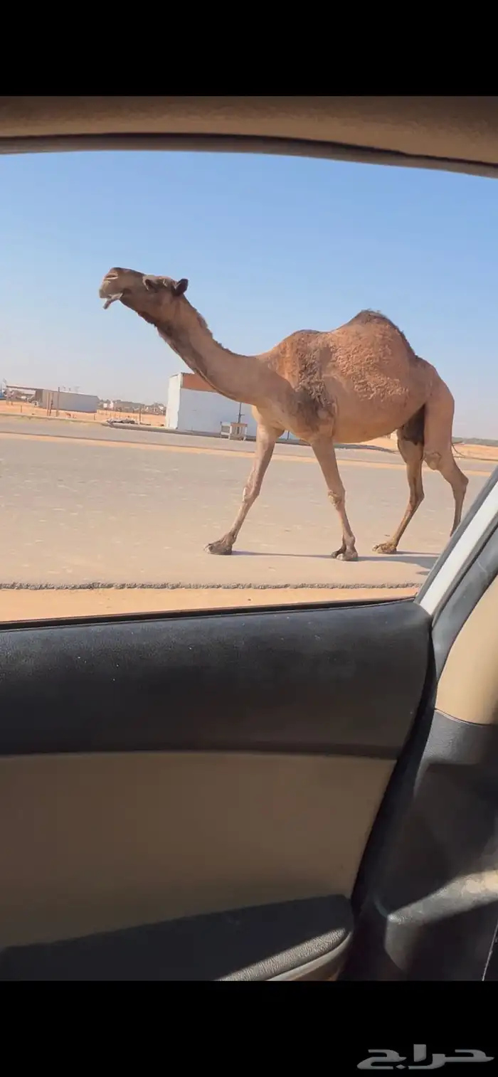 لقحه صفرا طيبه لقحه على دبياني طيب 0