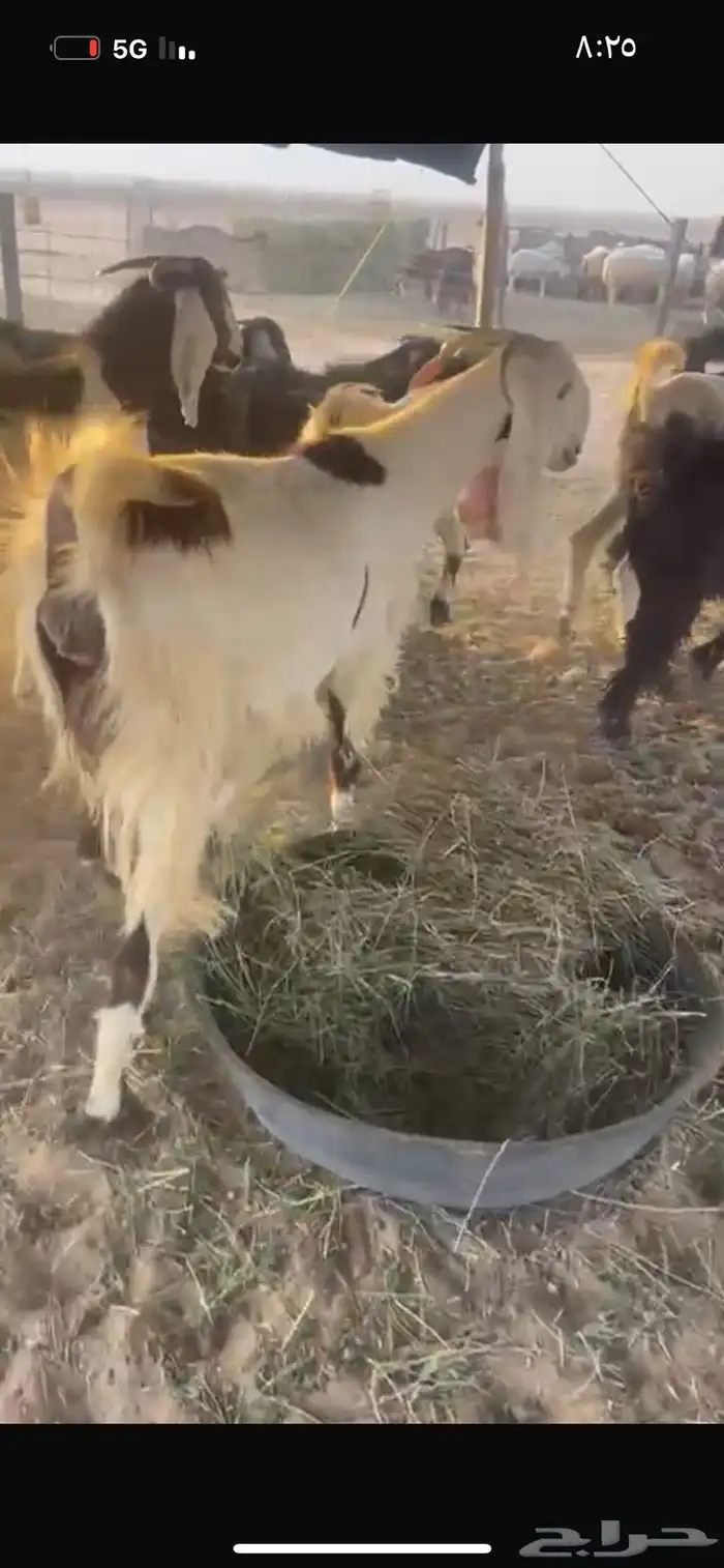 للبيع معزاء ضريع شرط سونار 0