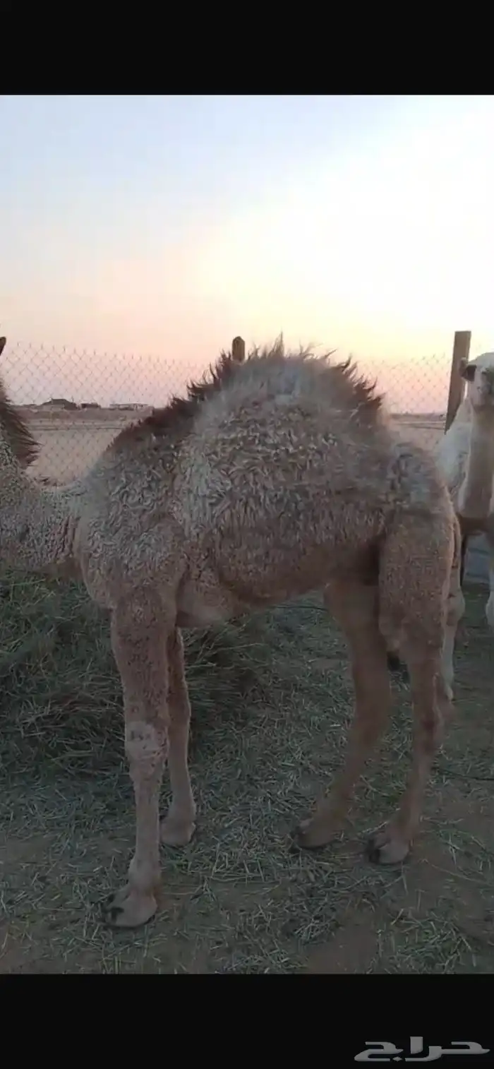 قعود للبيع 1