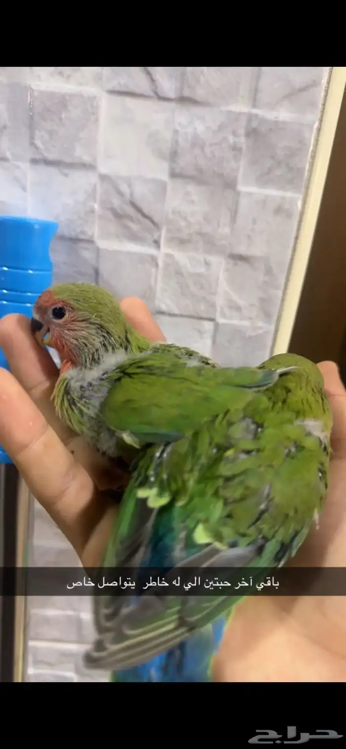 للبيع فروخ روز لونق فيذر 2