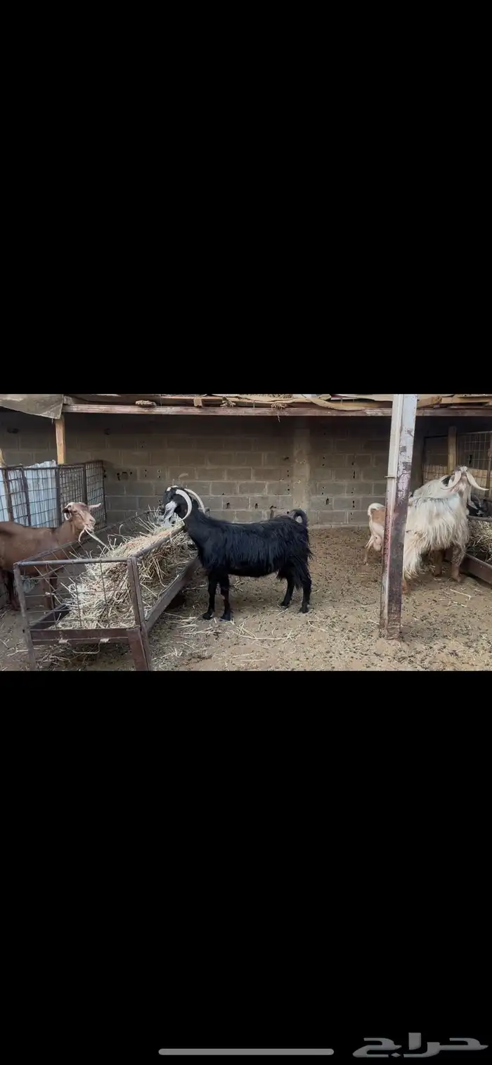 معزا عوارض بالفحل.. تم البيع 8