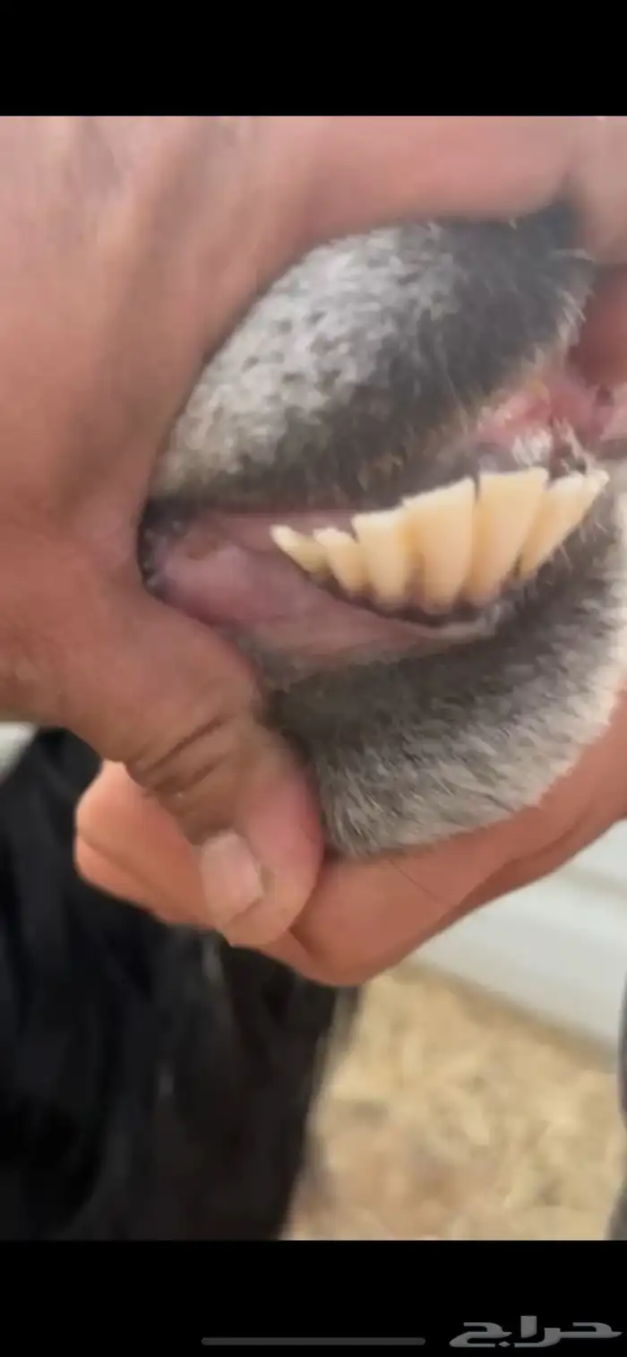 للبيع عنز عارضيه خصم 2