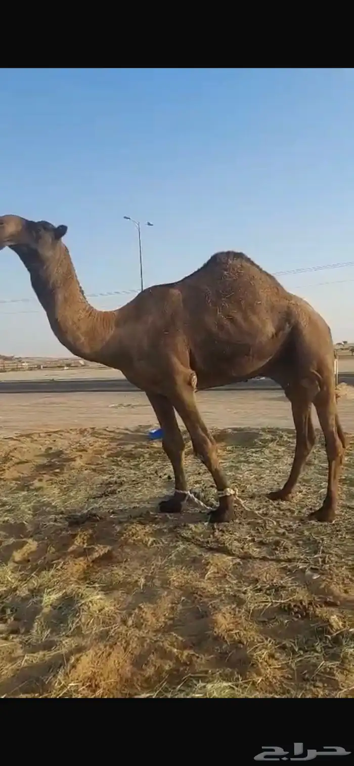 بعير فحل كفو للبيع 0