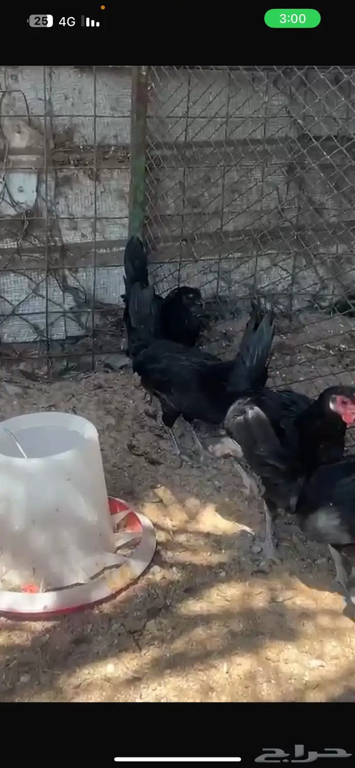 4 دجاج اسود صافي 4