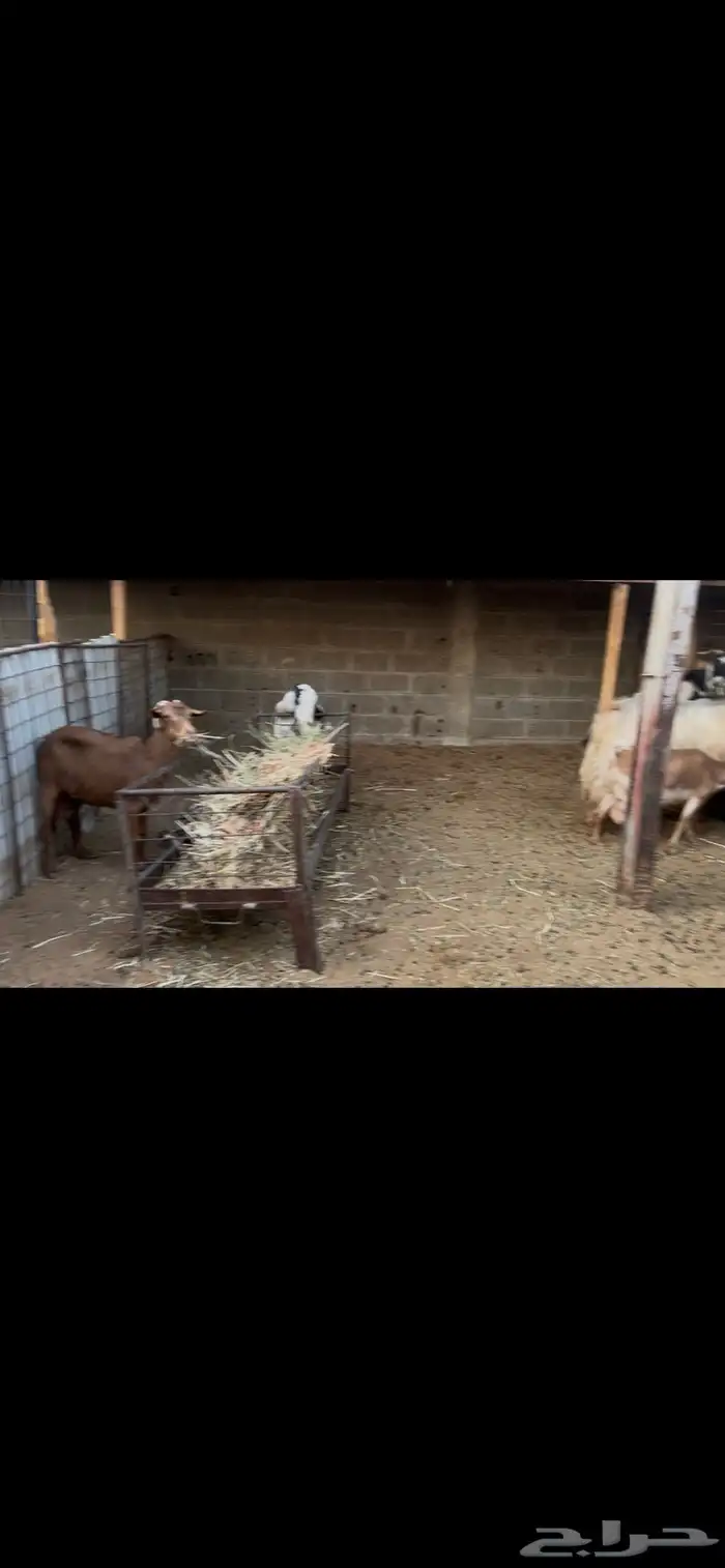 معزا عوارض بالفحل.. تم البيع 6