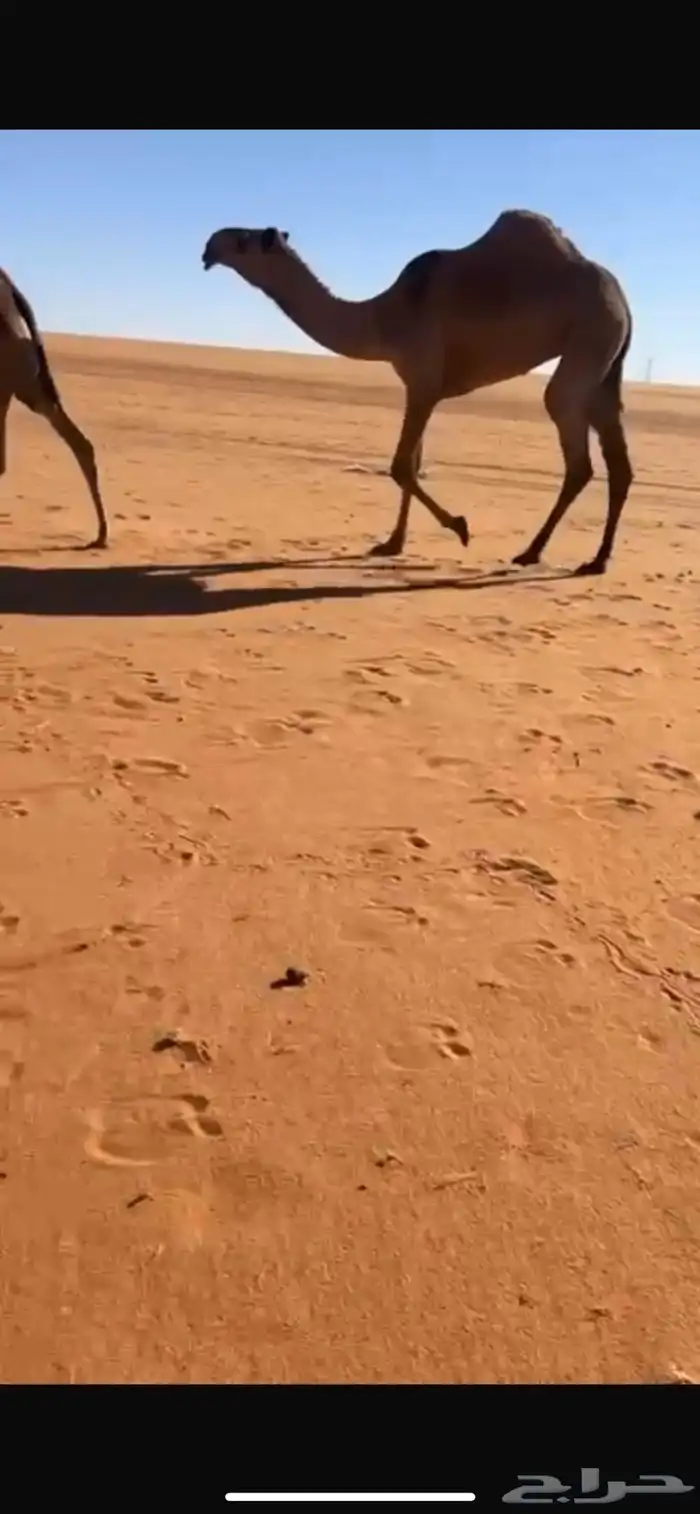 بكره غرنوقيه تدخل حقه الشتاء ذا 0