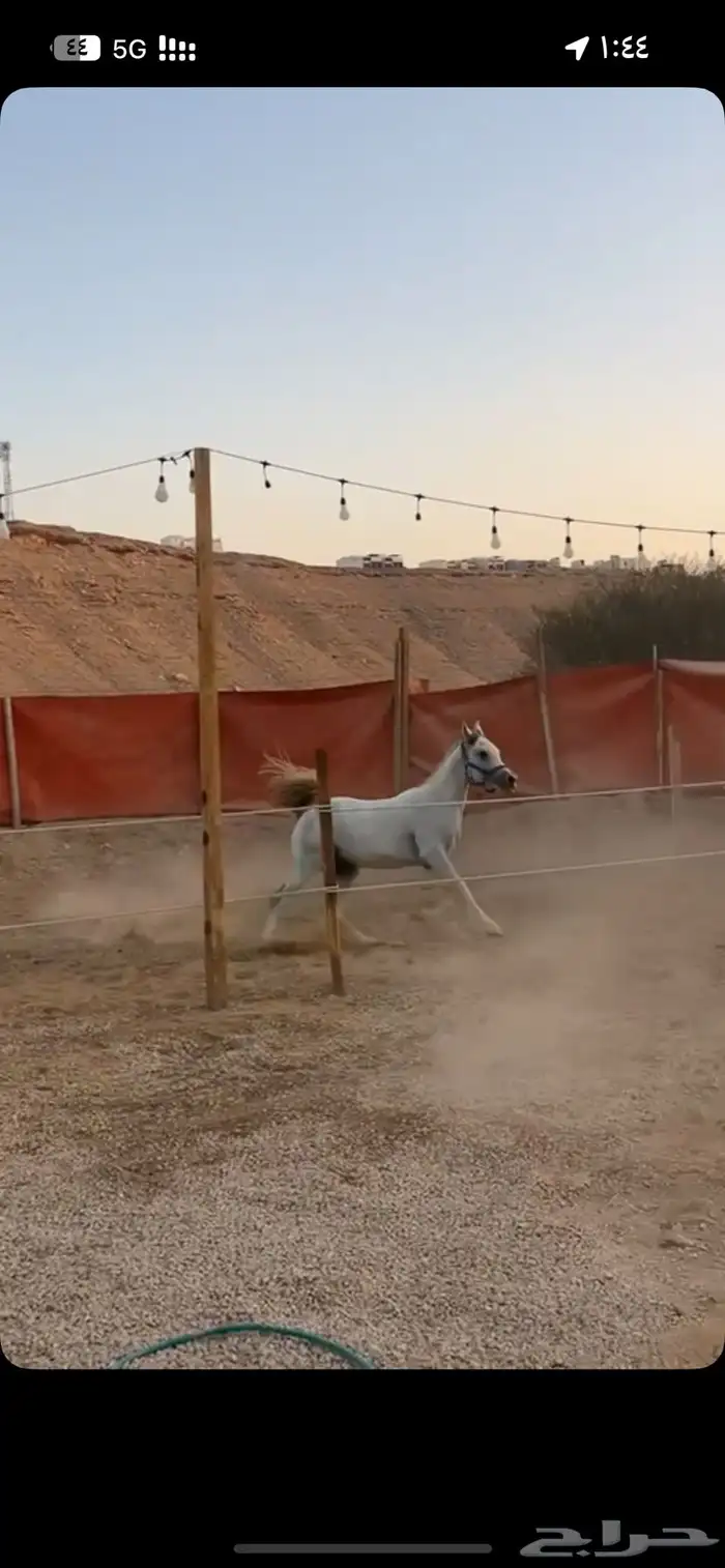 مهر شعبي واهو 0