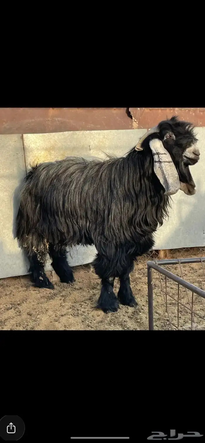 تيس فحل شرط عارضي 1