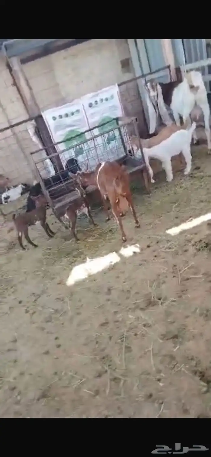 سوق غرب الرياض بن جربوع 3