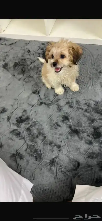 كلب فرنسي index