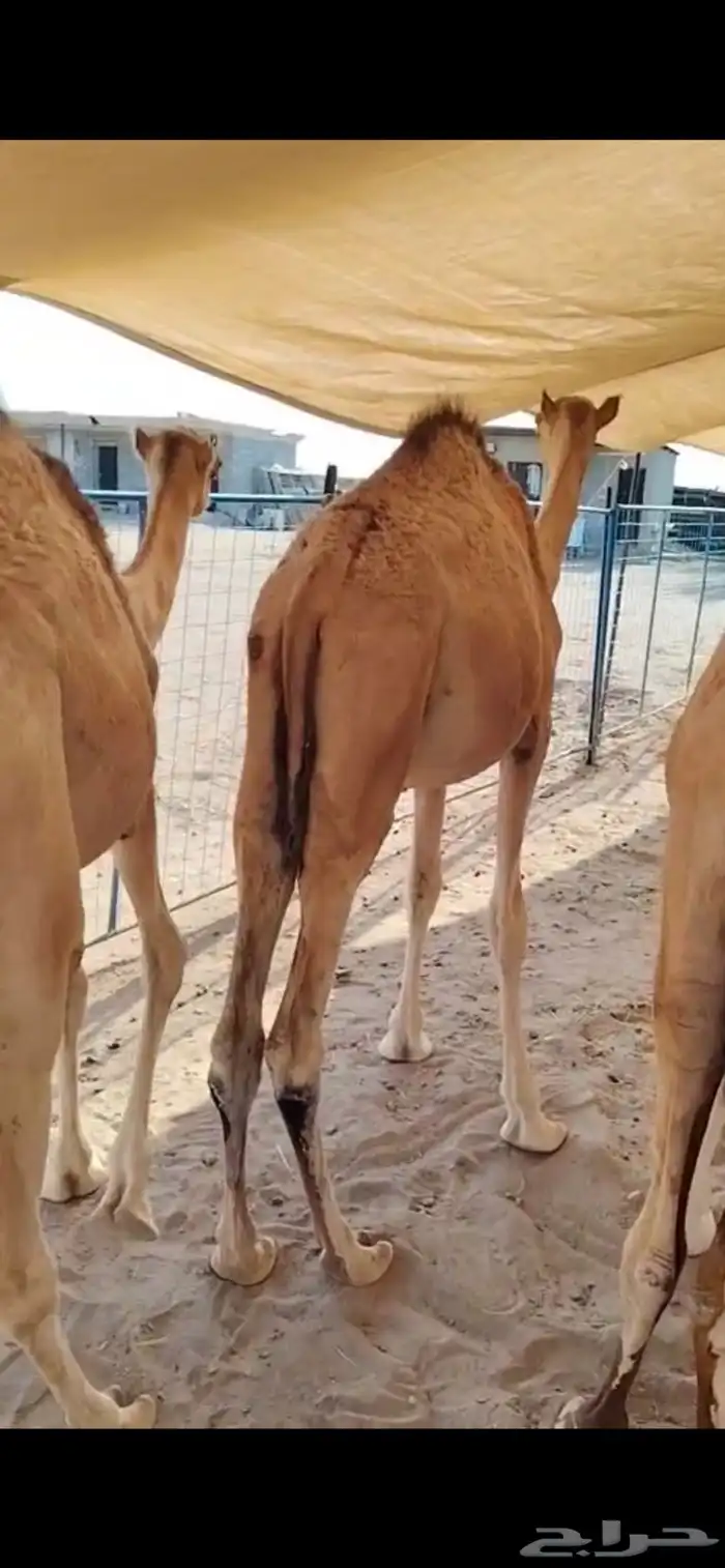 قعدان على شرط.. صحة وجودة وسلالة 3