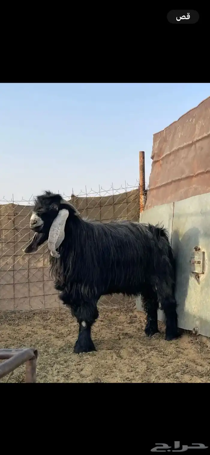 تيس فحل شرط عارضي 0