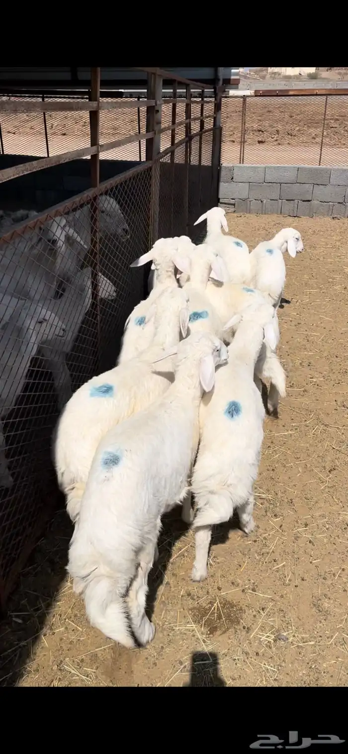 ارخال مقنا للبيع 0