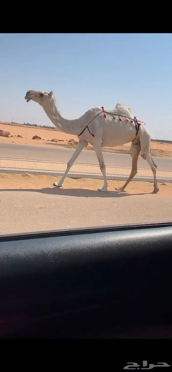 معشر وضحا طيبه حد ب 6 1