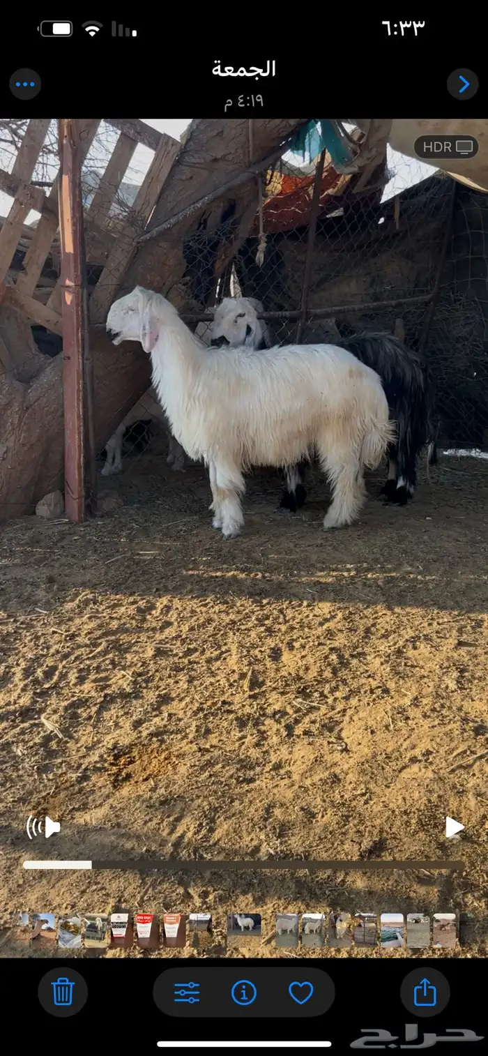 طليان جذعان 0