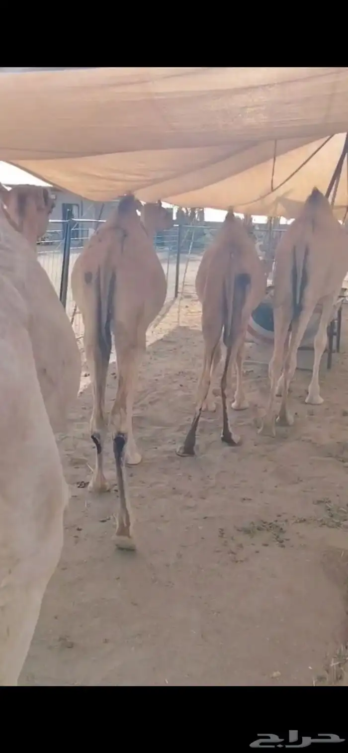 قعدان على شرط.. صحة وجودة وسلالة 0