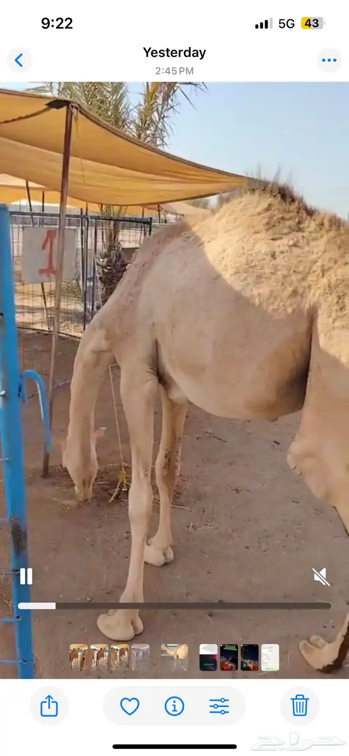 قعدان على شرط.. صحة وجودة وسلالة 2