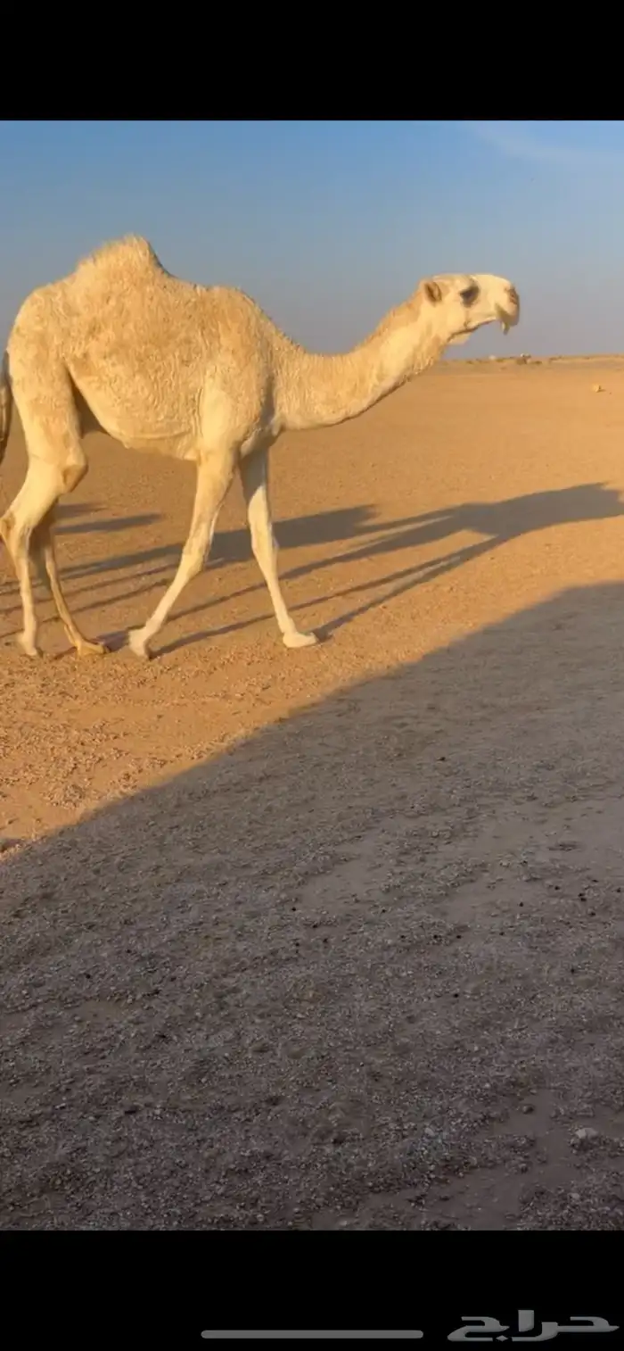 قعود حيسوني فردي 0