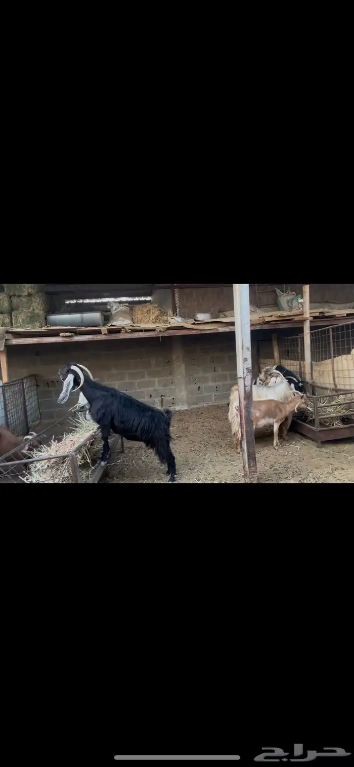 معزا عوارض بالفحل.. تم البيع 9