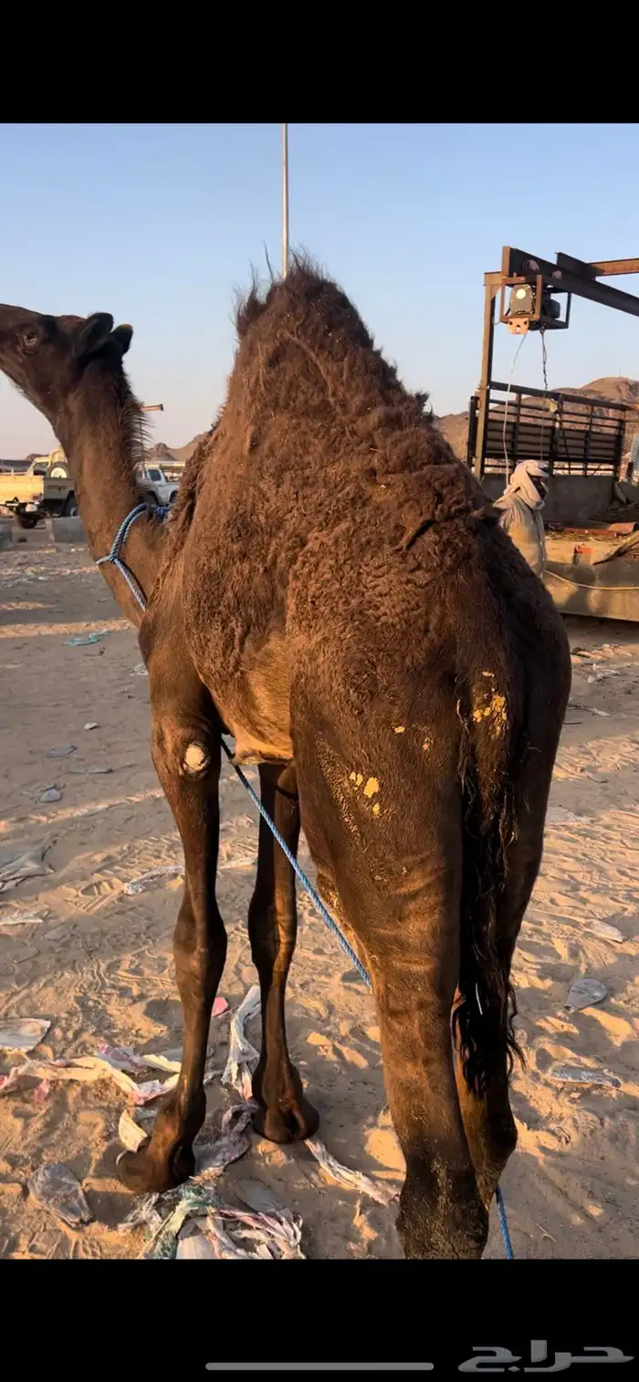 قعود عمره 8 اشهر 0