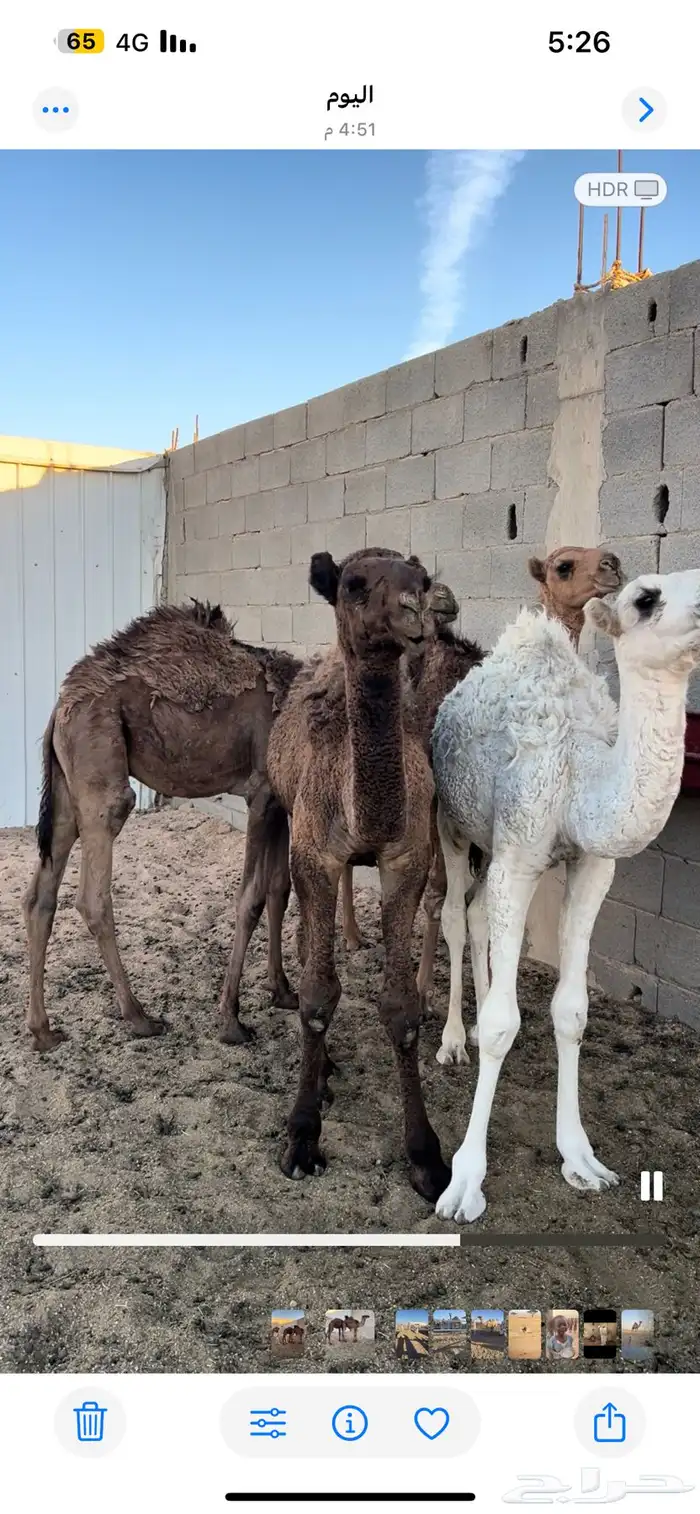 ثلاث قعدان وبكره 1