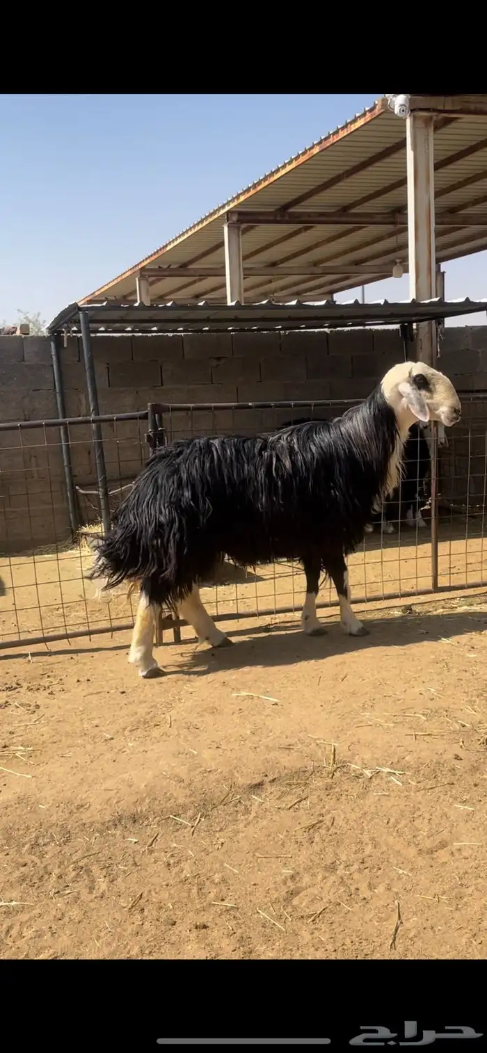 فحول مشروطه نجدي  ونعيمي 0