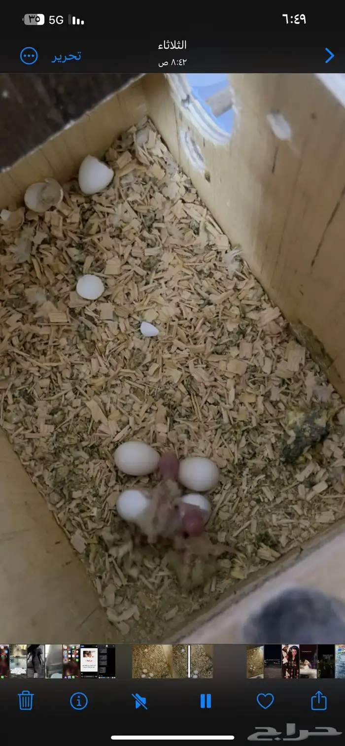 فروخ كروانات اليفه 0