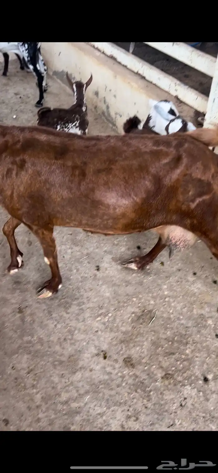 سوق غرب الرياض بن جربوع 5