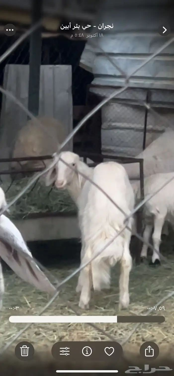 فحل لبيع سنه رباع شرط من الأمراض وخروف اصفر مشروع 0