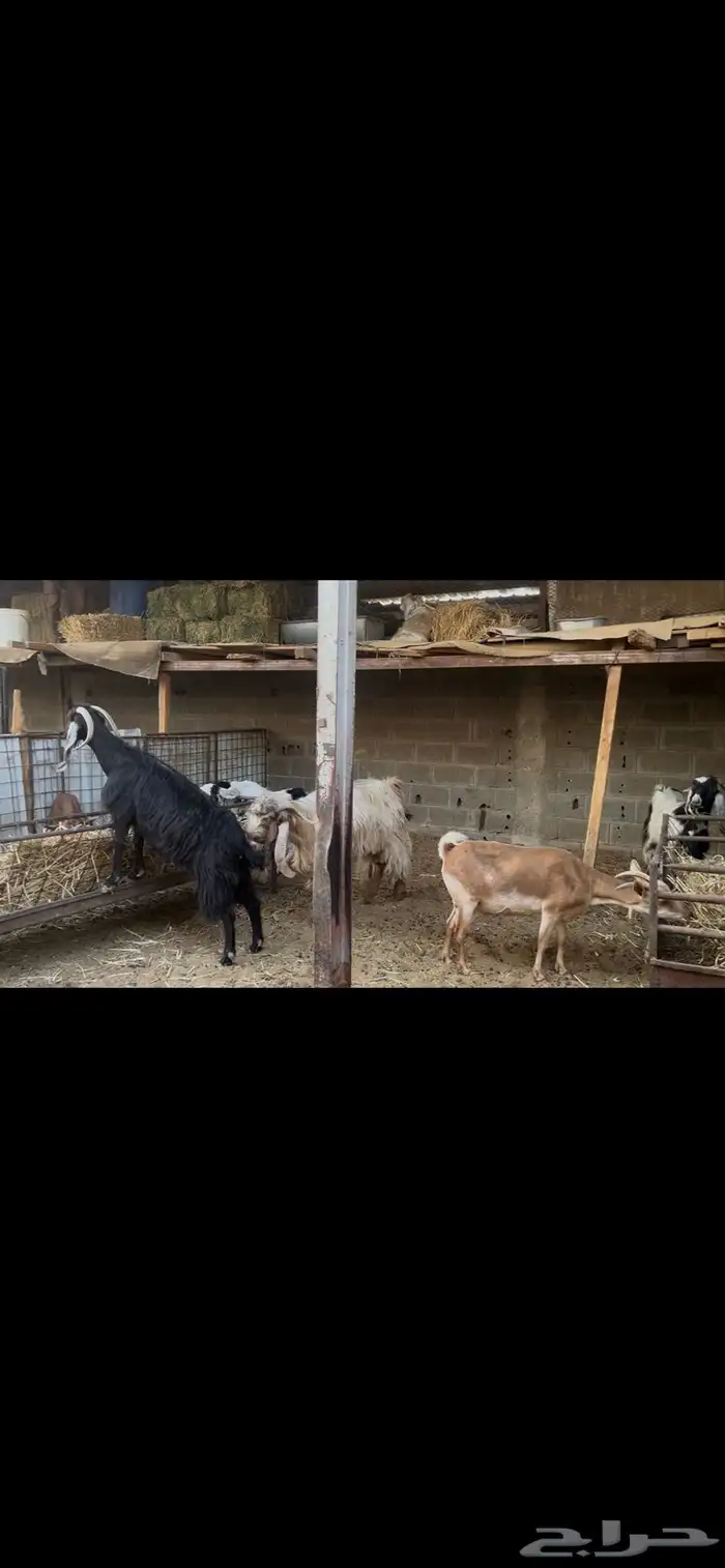 معزا عوارض بالفحل.. تم البيع 3