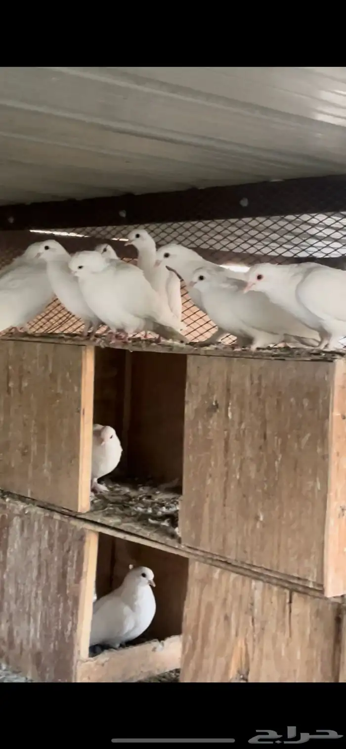حمام صنعاوي ابيض ترثة وحده 2