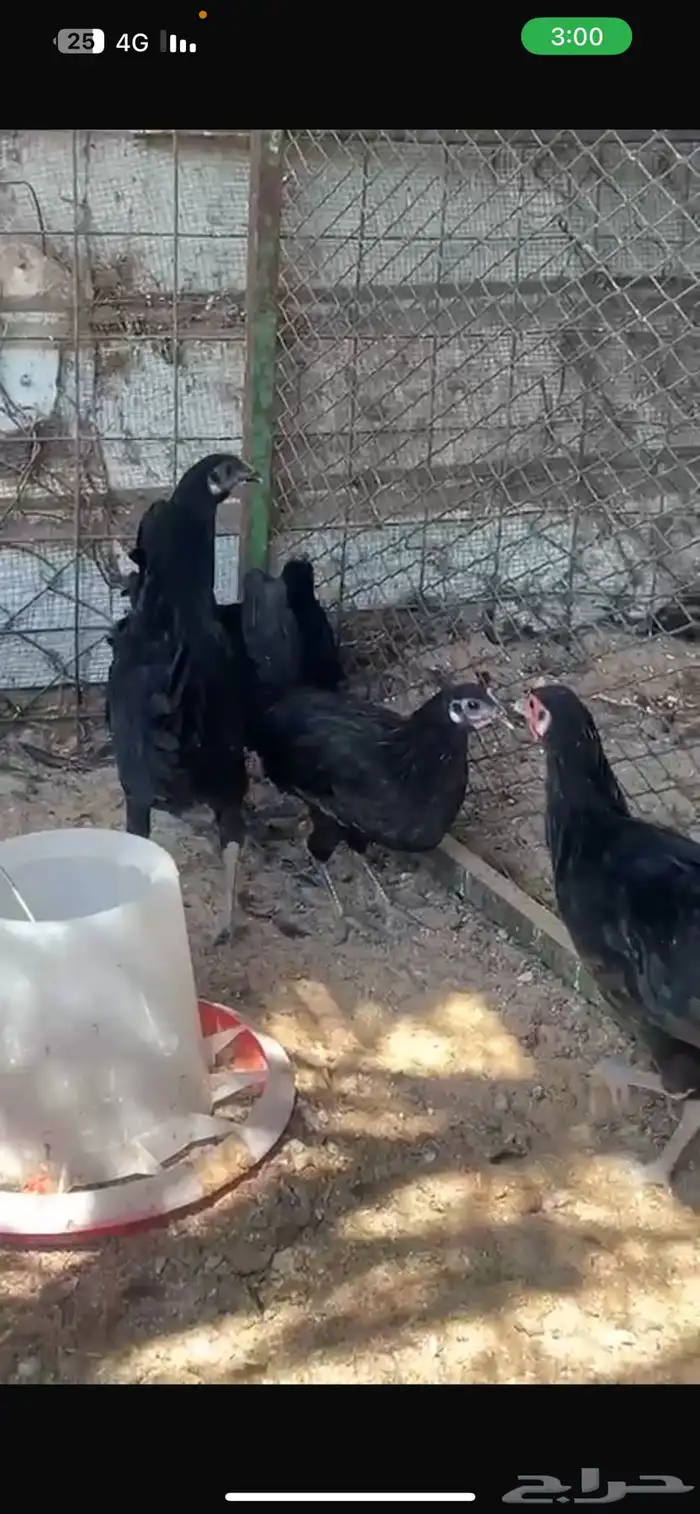 4 دجاج اسود صافي 3